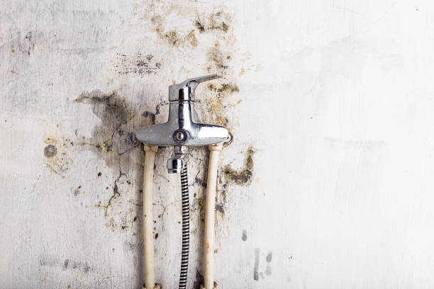 Herlong, CA Mold Removal Company