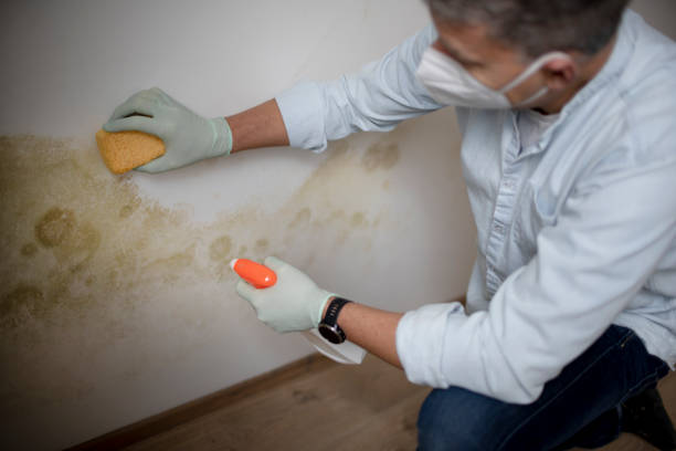 Best Toxic Mold Removal  in Herlong, CA