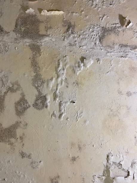 Best Residential Mold Removal  in Herlong, CA