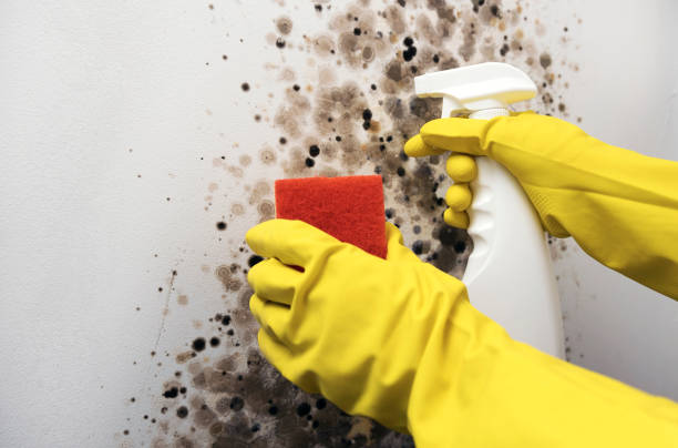 Best Commercial Mold Removal  in Herlong, CA